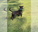 Small #3 Labrador Retriever Mix