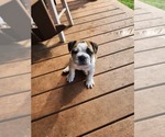Small Photo #9 Bulldog Puppy For Sale in GOLDSBORO, NC, USA