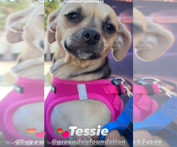 Medium Photo #1 Chihuahua Puppy For Sale in Lake Elsinore, CA, USA