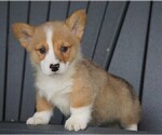 Small Photo #4 Pembroke Welsh Corgi Puppy For Sale in FREDERICKSBG, OH, USA