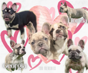 French Bulldog Puppy for sale in WINTER SPRINGS, FL, USA