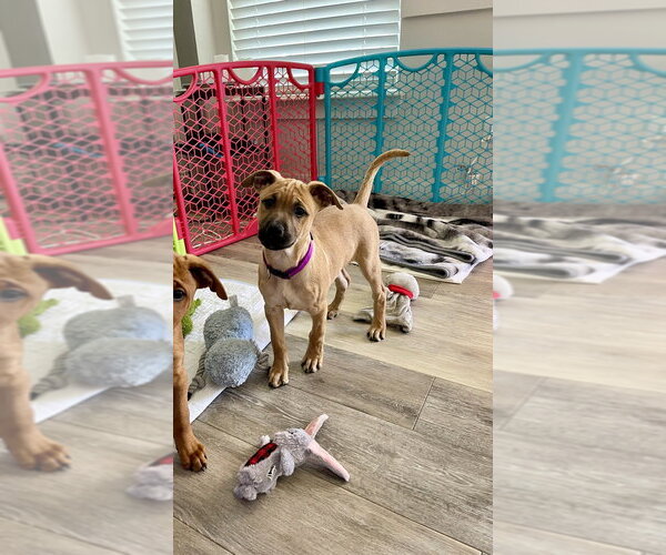 Medium Photo #7 Redbone Coonhound-Unknown Mix Puppy For Sale in Mooresville, NC, USA