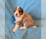 Small #2 Aussiedoodle