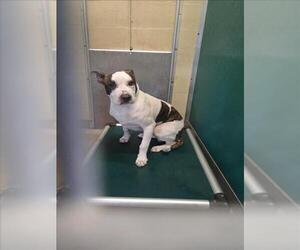American Pit Bull Terrier-Unknown Mix Dogs for adoption in Texas City, TX, USA
