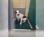 Small American Pit Bull Terrier Mix