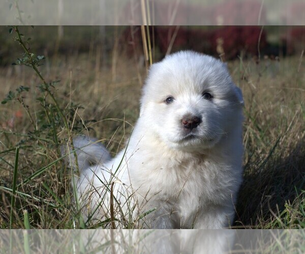 Medium Photo #7 Great Pyrenees Puppy For Sale in PINEVILLE, KY, USA