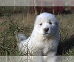 Small #6 Great Pyrenees