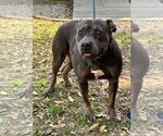 Small #6 American Pit Bull Terrier Mix