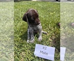 Small #10 German Shorthaired Pointer