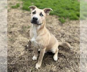 Mutt Dogs for adoption in Modesto, CA, USA