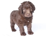 Small Photo #9 Bordoodle Puppy For Sale in JACKSONVILLE, FL, USA