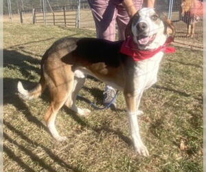 Treeing Walker Coonhound-Unknown Mix Dogs for adoption in Westminster, MD, USA