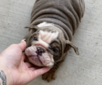Small Photo #1 English Bulldog Puppy For Sale in ROCKLIN, CA, USA