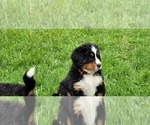 Small #26 Bernese Mountain Dog