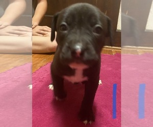 American Pit Bull Terrier Puppy for Sale in ZANESVILLE, Ohio USA