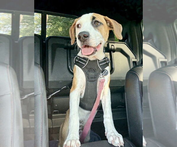 Medium Photo #27 Labrador Retriever-Unknown Mix Puppy For Sale in Brewster, NY, USA