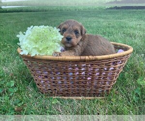 Poodle (Toy)-Schnauzer (Miniature) Mix Puppy for sale in CLARE, IL, USA