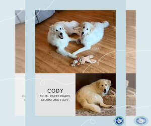 Great Pyrenees-Unknown Mix Dogs for adoption in Houston, TX, USA