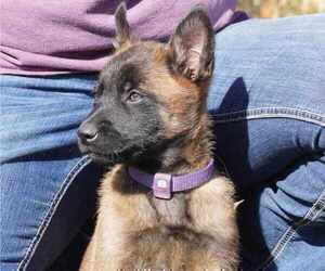 Medium Belgian Malinois