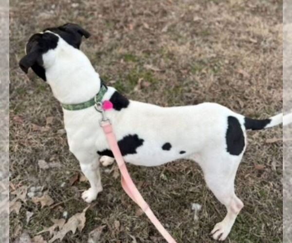 Medium Photo #2 Lab-Pointer Puppy For Sale in Conway, AR, USA