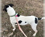 Small #1 Lab-Pointer