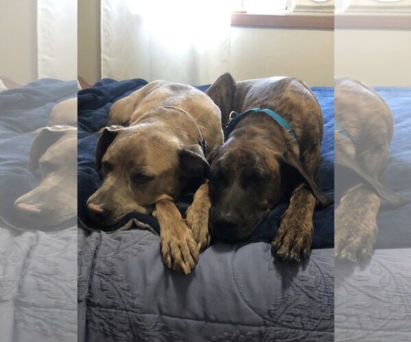 Medium Photo #1 Plott Hound-Unknown Mix Puppy For Sale in Fort Collins, CO, USA