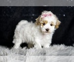 Small Photo #146 Maltipoo Puppy For Sale in WARSAW, IN, USA