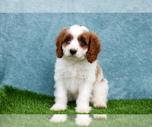 Medium Cavapoo