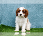 Puppy Molly Cavapoo