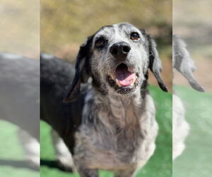 Beagle-Unknown Mix Dogs for adoption in Lakemont, GA, USA