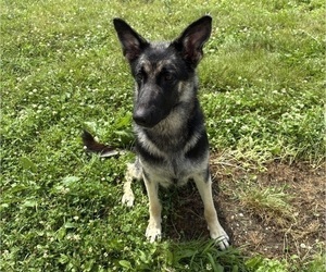 Mother of the German Shepherd Dog puppies born on 07/09/2025