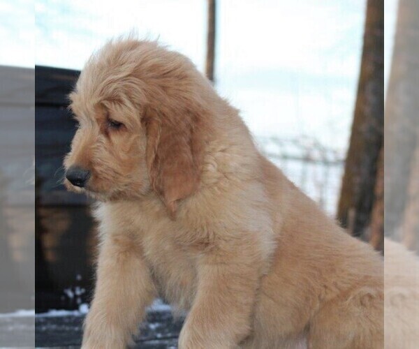 Medium Photo #3 Goldendoodle Puppy For Sale in STANLEY, WI, USA