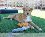 Small #2 Australian Retriever
