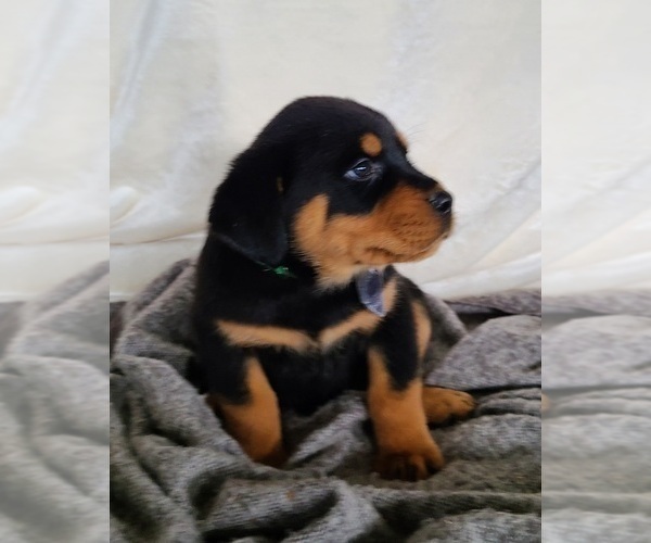 Full screen Photo #10 Rottweiler Puppy For Sale in MIDDLEBURY, IN, USA