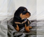 Small Photo #10 Rottweiler Puppy For Sale in MIDDLEBURY, IN, USA