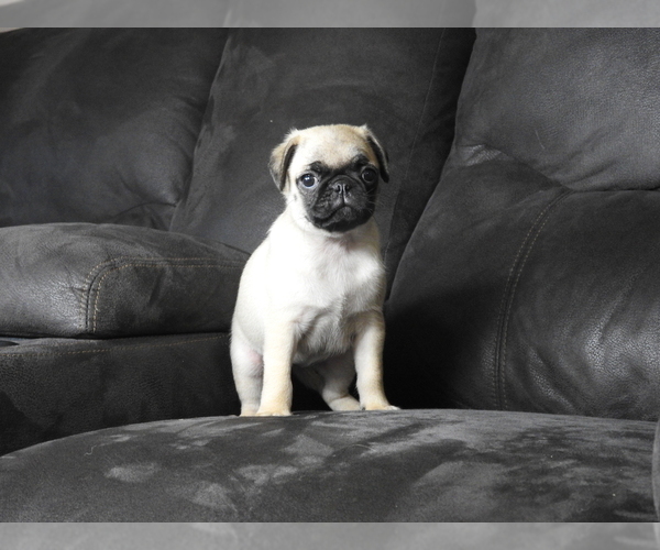 Medium Photo #3 Pug Puppy For Sale in FALL CREEK, WI, USA