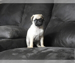Small #2 Pug