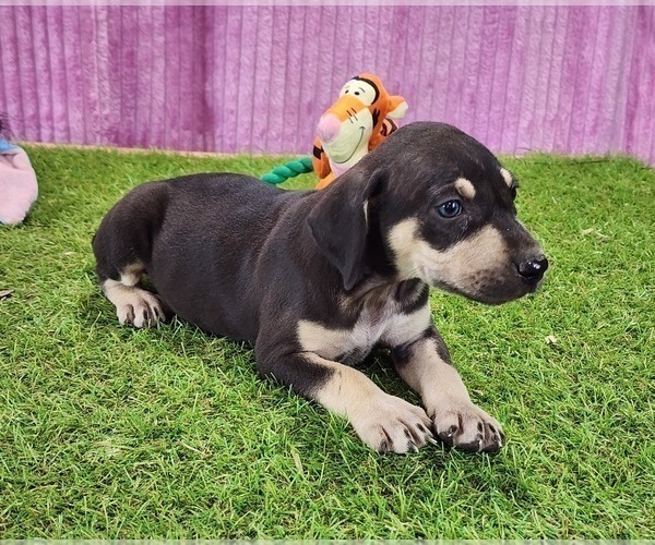Medium Photo #4 Catahoula Leopard Dog Puppy For Sale in CUMBY, TX, USA