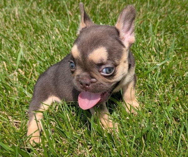 Medium Photo #18 French Bulldog Puppy For Sale in GOSHEN, IN, USA