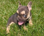 Small Photo #18 French Bulldog Puppy For Sale in GOSHEN, IN, USA