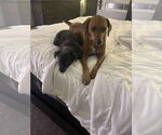 Small #7 Redbone Coonhound Mix