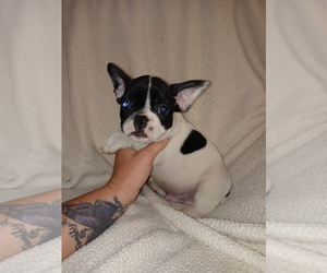 French Bulldog Puppy for sale in LAMAR, MS, USA