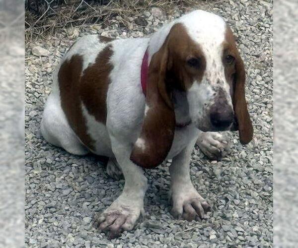 Medium Photo #1 Basset Hound Puppy For Sale in Deepwater, NJ, USA