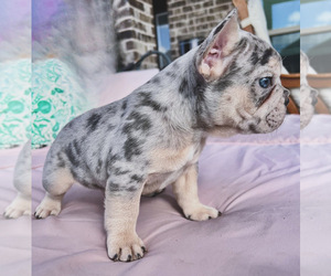 French Bulldog Puppy for sale in MIDLOTHIAN, TX, USA