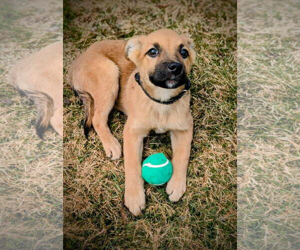 Medium Photo #5 Boxer-German Shepherd Dog Mix Puppy For Sale in SHERBURNE, NY, USA