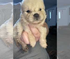 Chow Chow Puppy for sale in CHIEFLAND, FL, USA