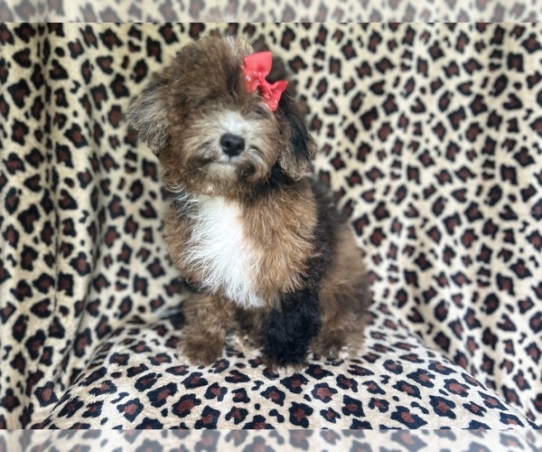 Medium Photo #5 ShihPoo Puppy For Sale in LAKELAND, FL, USA