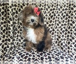 Small #4 ShihPoo