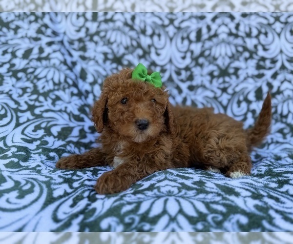 Medium Photo #3 Cavapoo (Miniature) Puppy For Sale in LAKELAND, FL, USA