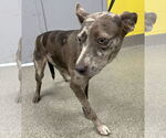 Small #3 Mutt